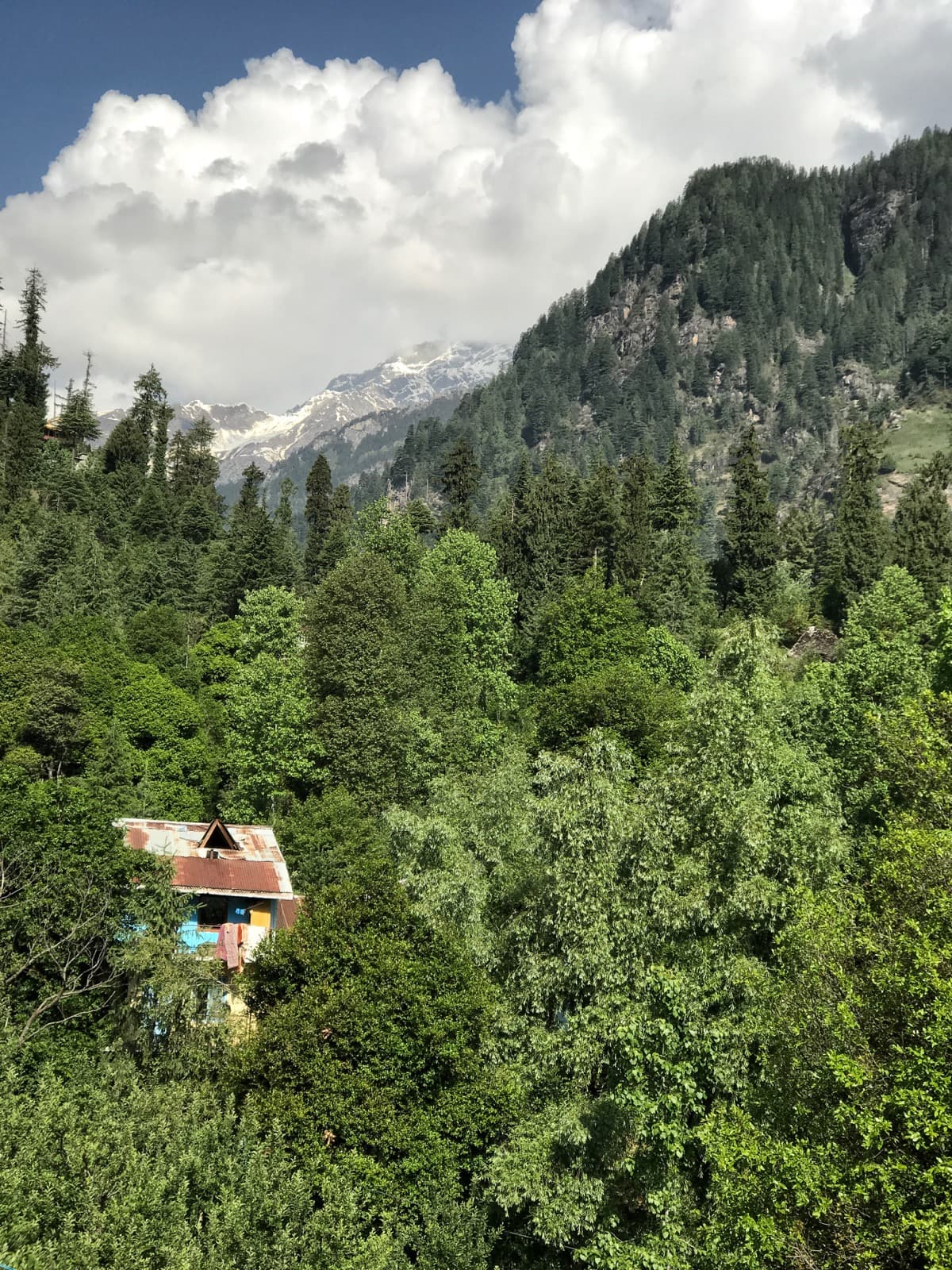 Cedar forest and mountain slopes above Manali