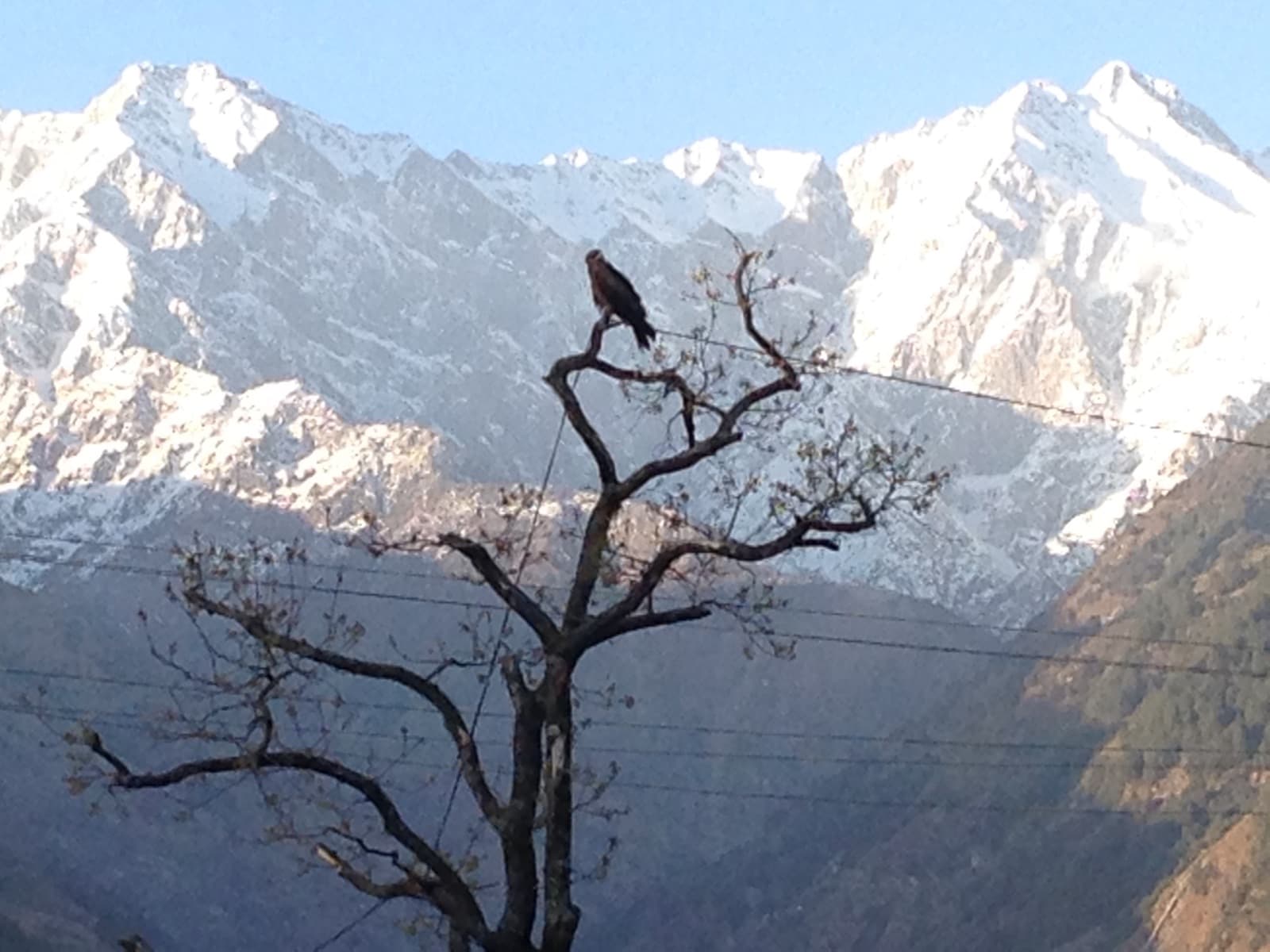 Snowy Dhauladhar peaks seen from Palampur